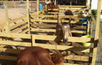 Horses in stalls